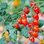Milky Red Cherry Tomato 40 Seeds
