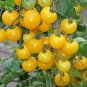 Rare Yellow Rose Tomato Middle-sized Fruit 600 Seeds