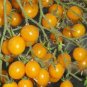 Rare Yellow Rose Tomato Middle-sized Fruit 600 Seeds