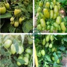Rarest Dark Green 'MA NAI' Sweet Tomato Organic 600 Seeds
