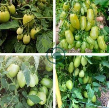 Rarest Dark Green 'MA NAI' Sweet Tomato Organic 600 Seeds