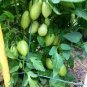 Rarest Dark Green 'MA NAI' Sweet Tomato Organic 600 Seeds