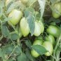 Rarest Dark Green 'MA NAI' Sweet Tomato Organic 600 Seeds