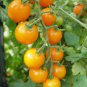 Middle Yellow Tomato with Light Yellow Stripe Organic 600 Seeds