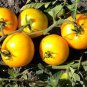 Dwarf Big Yellow Tomato 'Nong Xin' Organic 500 Seeds