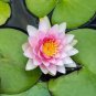 Shy Girl Pink Water Lily Nymphaea Flower 2 Seeds