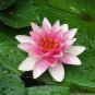 Shy Girl Pink Water Lily Nymphaea Flower 2 Seeds