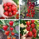 Japanese Pink Little Tomato 'Peach' Organic 600 Seeds