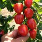 Japanese Pink Little Tomato 'Peach' Organic 600 Seeds