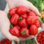 Japanese Pink Little Tomato 'Peach' Organic 600 Seeds