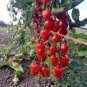 Japanese Pink Little Tomato 'Peach' Organic 600 Seeds