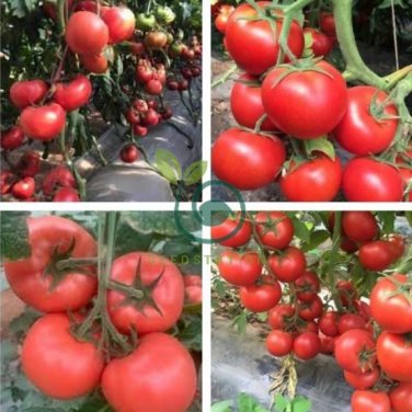 Peking F1 Pink Red Big Tomato 800 Seeds