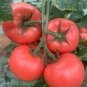 Peking F1 Pink Red Big Tomato 800 Seeds