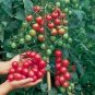 Red Cherry Tomato 20 Seeds