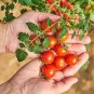Red Cherry Tomato 20 Seeds