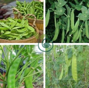 Sweet Green Vegetable Peas 20 Seeds