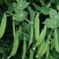 Sweet Green Vegetable Peas 20 Seeds