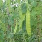 Sweet Green Vegetable Peas 20 Seeds