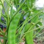 Sweet Green Vegetable Peas 20 Seeds