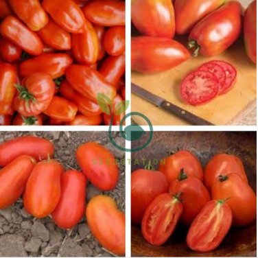 New Rare Green Red Long Tomato 'OX Horn' Organic 800 Seeds