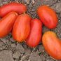 New Rare Green Red Long Tomato 'OX Horn' Organic 800 Seeds