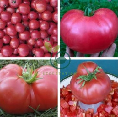 American Pink Long Tomato Organic 600 Seeds