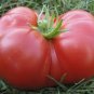 American Pink Long Tomato Organic 600 Seeds