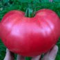 American Pink Long Tomato Organic 600 Seeds