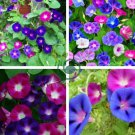 Heavenly Mix Morning Glory Vine 50 Seeds