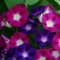 Heavenly Mix Morning Glory Vine 50 Seeds
