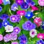 Heavenly Mix Morning Glory Vine 50 Seeds