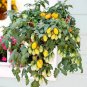 Pearl Drops Tomato F1 200 Seeds