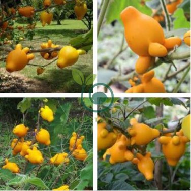 Solanum mammosum, Cow's Udder, Nipple Fruit, Apple of Sodom 40 Seeds
