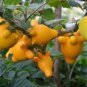 Solanum mammosum, Cow's Udder, Nipple Fruit, Apple of Sodom 40 Seeds