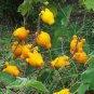 Solanum mammosum, Cow's Udder, Nipple Fruit, Apple of Sodom 40 Seeds