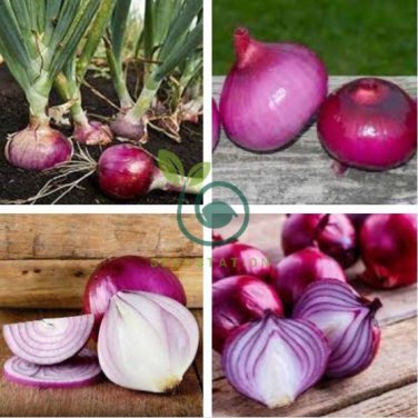Rare Allium Cepa Purple Round Onions Vegetables 2000 Seeds