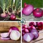 Rare Allium Cepa Purple Round Onions Vegetables 2000 Seeds