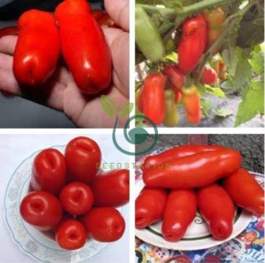 Super Rare Red AURIA Tomato 200 Seeds