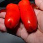Super Rare Red AURIA Tomato 200 Seeds