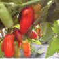 Super Rare Red AURIA Tomato 200 Seeds