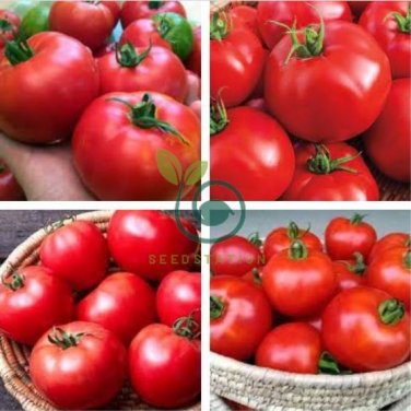 Small Big Mixed Dark Red Tomato Hybrid 200 Seeds