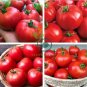 Small Big Mixed Dark Red Tomato Hybrid 200 Seeds