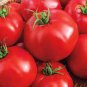 Small Big Mixed Dark Red Tomato Hybrid 200 Seeds