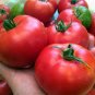 Small Big Mixed Dark Red Tomato Hybrid 200 Seeds