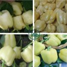 White Sweet Bell Pepper 16 Seeds