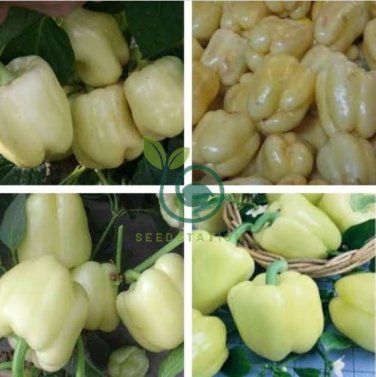 White Sweet Bell Pepper 16 Seeds