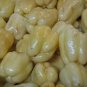 White Sweet Bell Pepper 16 Seeds