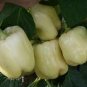 White Sweet Bell Pepper 16 Seeds