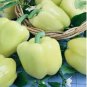 White Sweet Bell Pepper 16 Seeds