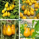 Yellow 'Pear' Cherry Tomato Original 60 Seeds